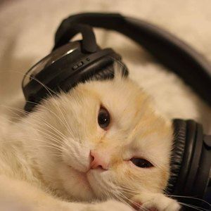 Meet your Posher, Im a cat